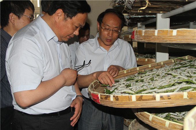 王正喜调研江宁G13地块和苏豪蚕种开元网页版