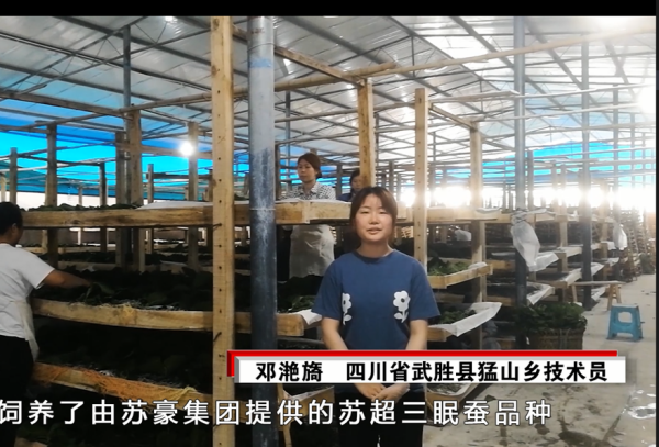 1700014966120332.png 6. 创新:苏超三眠蚕品种_副本.png